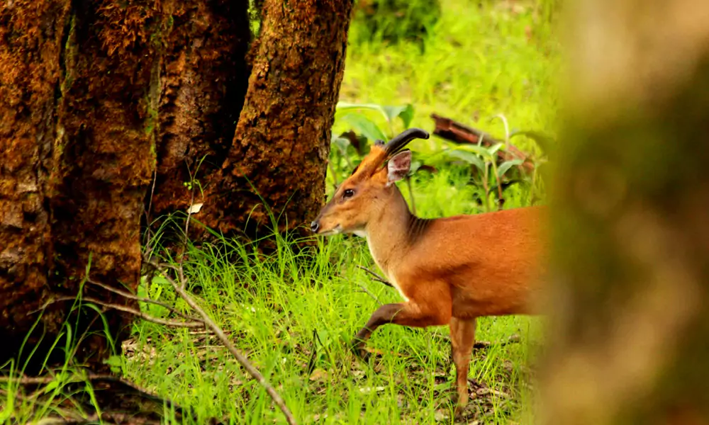 Binsar Wildlife Sanctuary