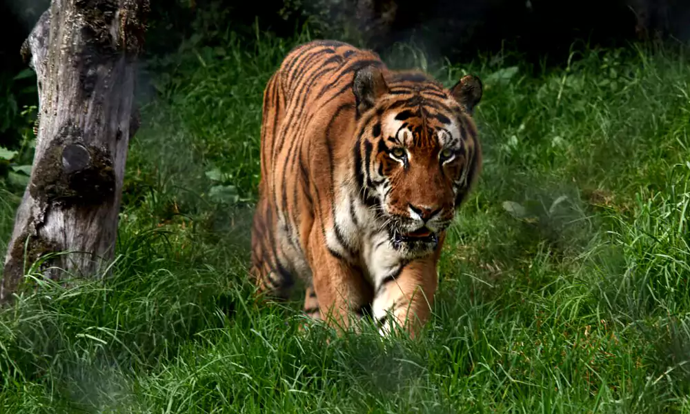 Nainital Zoo